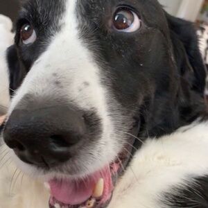 Meet your Posher, Chase